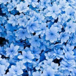 Meet your Posher, Aliya